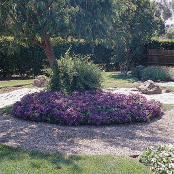 Petunia Petunia