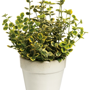 ''Gold Splash®'' Wintercreeper ''Gold Splash®'' Wintercreeper