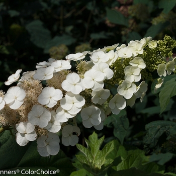 'Gatsby Pink®' Oakleaf hydrangea 'Gatsby Pink®' Oakleaf hydrangea