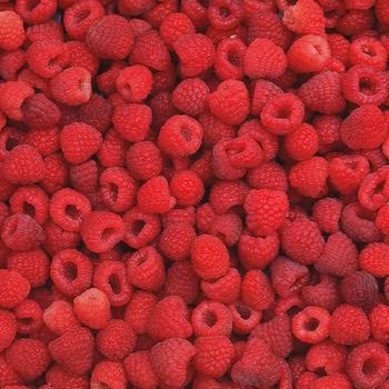 Raspberry Raspberry