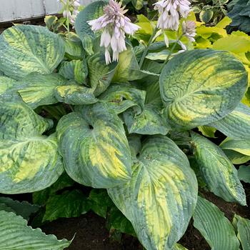 Shadowland® 'Sound of Music' Plantain Lily