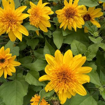 Sunfinity&reg; 'Double Yellow' Dwarf Sunflower