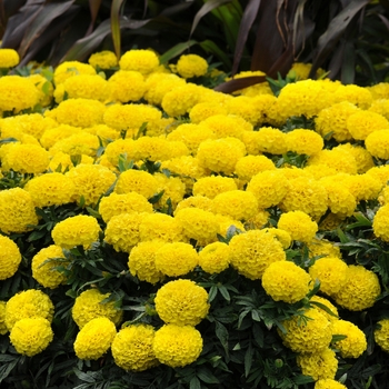 Marigold Marigold