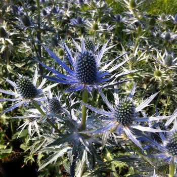Sea Holly Sea Holly