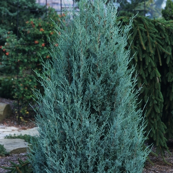 Wichita Blue Juniper Wichita Blue Juniper