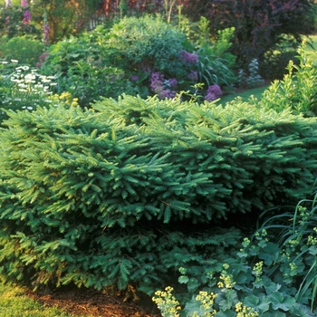 Bird's Nest Spruce Bird's Nest Spruce
