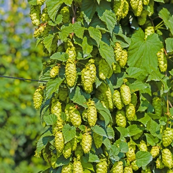 Hops Hops