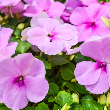 Impatiens