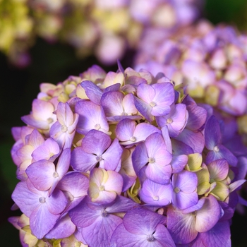 BloomStruck&reg; 