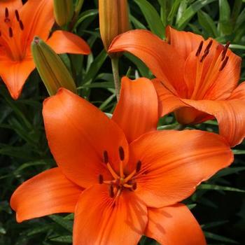 Asiatic Lily 