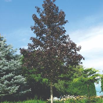 'Crimson Sunset&reg;' Maple