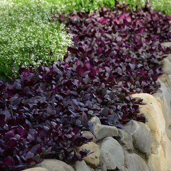 Alternanthera Alternanthera