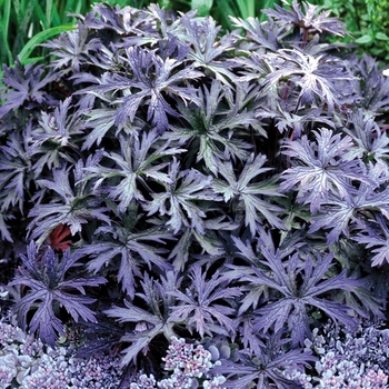 Geranium Geranium