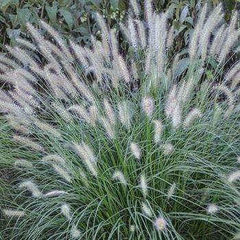 Fountain Grass Fountain Grass