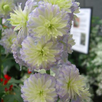 Larkspur Larkspur