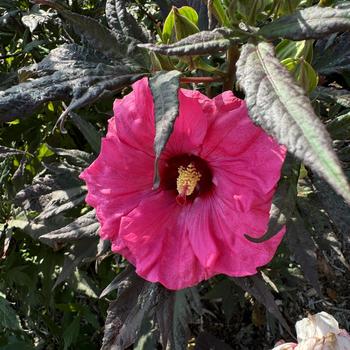 Rose Mallow Rose Mallow