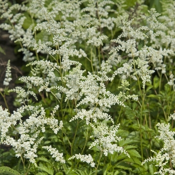 False Spirea