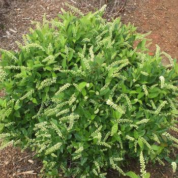 'Love Child®' Sweetspire