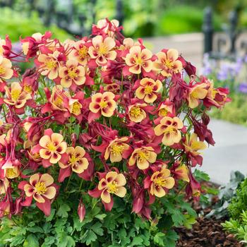 Columbine Columbine