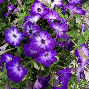Supertunia Tiara&reg; Blue