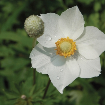 Windflower