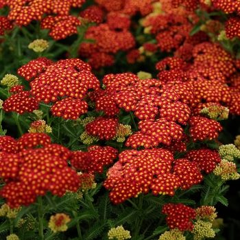 Yarrow Yarrow