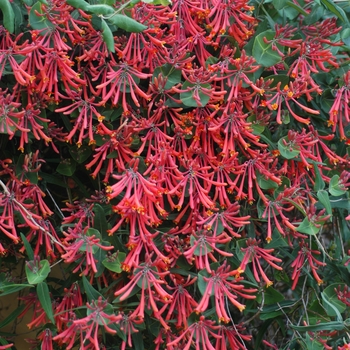 Honeysuckle Vine Honeysuckle Vine