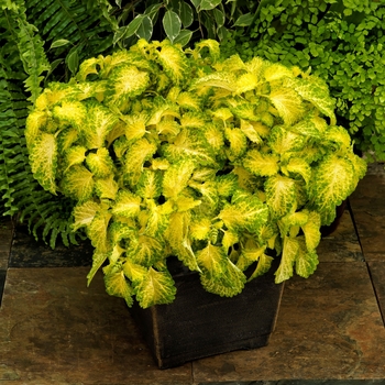 Coleus