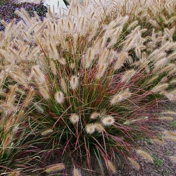 Prairie Winds® 'Desert Plains' Prairie Winds® 'Desert Plains'
