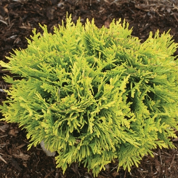 'Anna's Magic Ball&reg;'