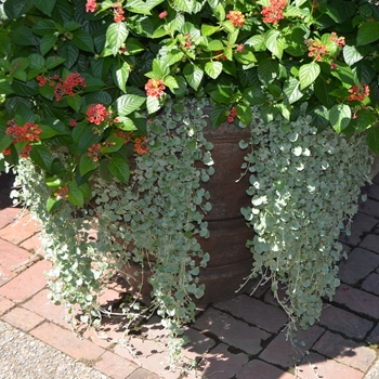 Dichondra