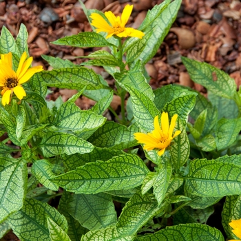 False Sunflower False Sunflower