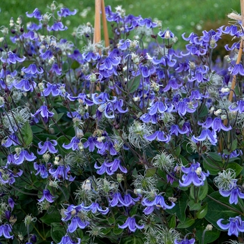Bush Clematis Bush Clematis