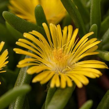 Iceplant Iceplant
