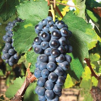 Grape Grape