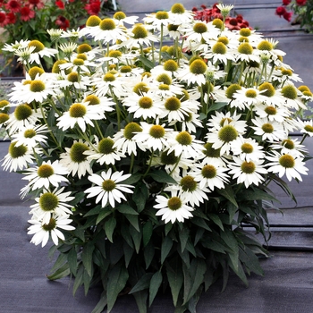 Coneflower Coneflower