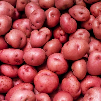 Potato Potato