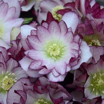 Wedding Party® 'Blushing Bridesmaid'