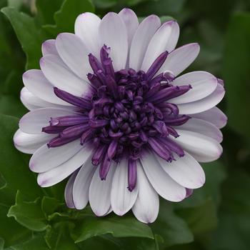 4D&trade; Violet Ice