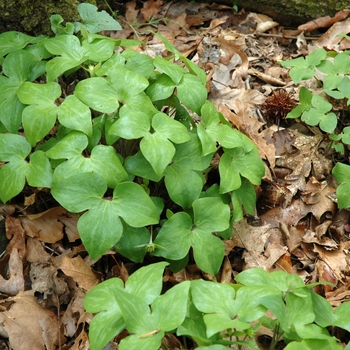 Sharp-lobed Liverwort Sharp-lobed Liverwort
