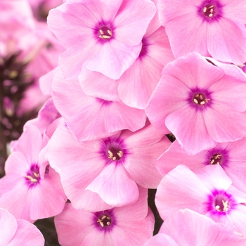 Garden Phlox Garden Phlox