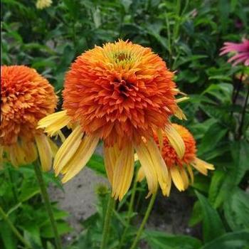 Coneflower Coneflower