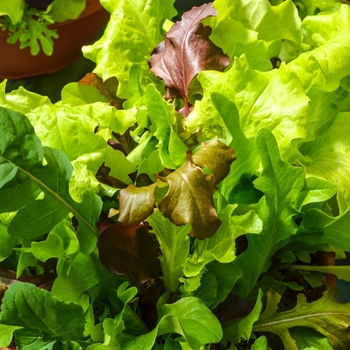 Lettuce Lettuce