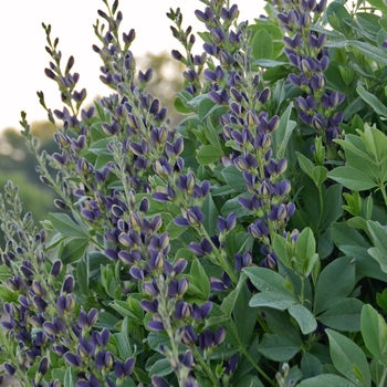 False Indigo False Indigo