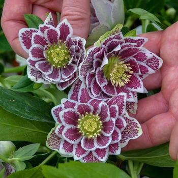 Lenten Rose Lenten Rose