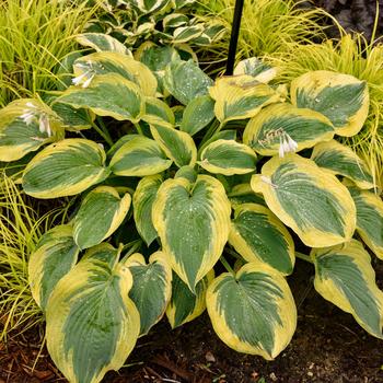 Shadowland® 'Chance Encounter' Plantain Lily Shadowland® 'Chance Encounter' Plantain Lily