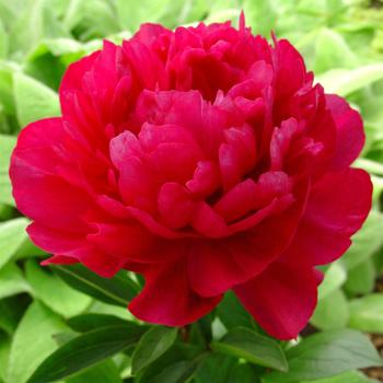 Garden Peony Garden Peony