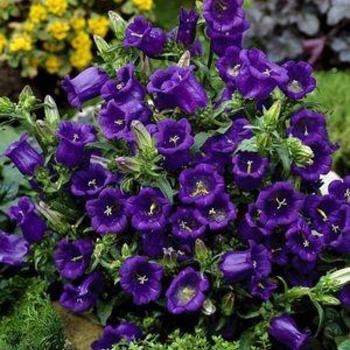 Bellflower Bellflower