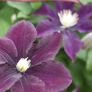 Clematis Clematis