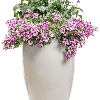 Supertunia® Petunia Supertunia® Petunia